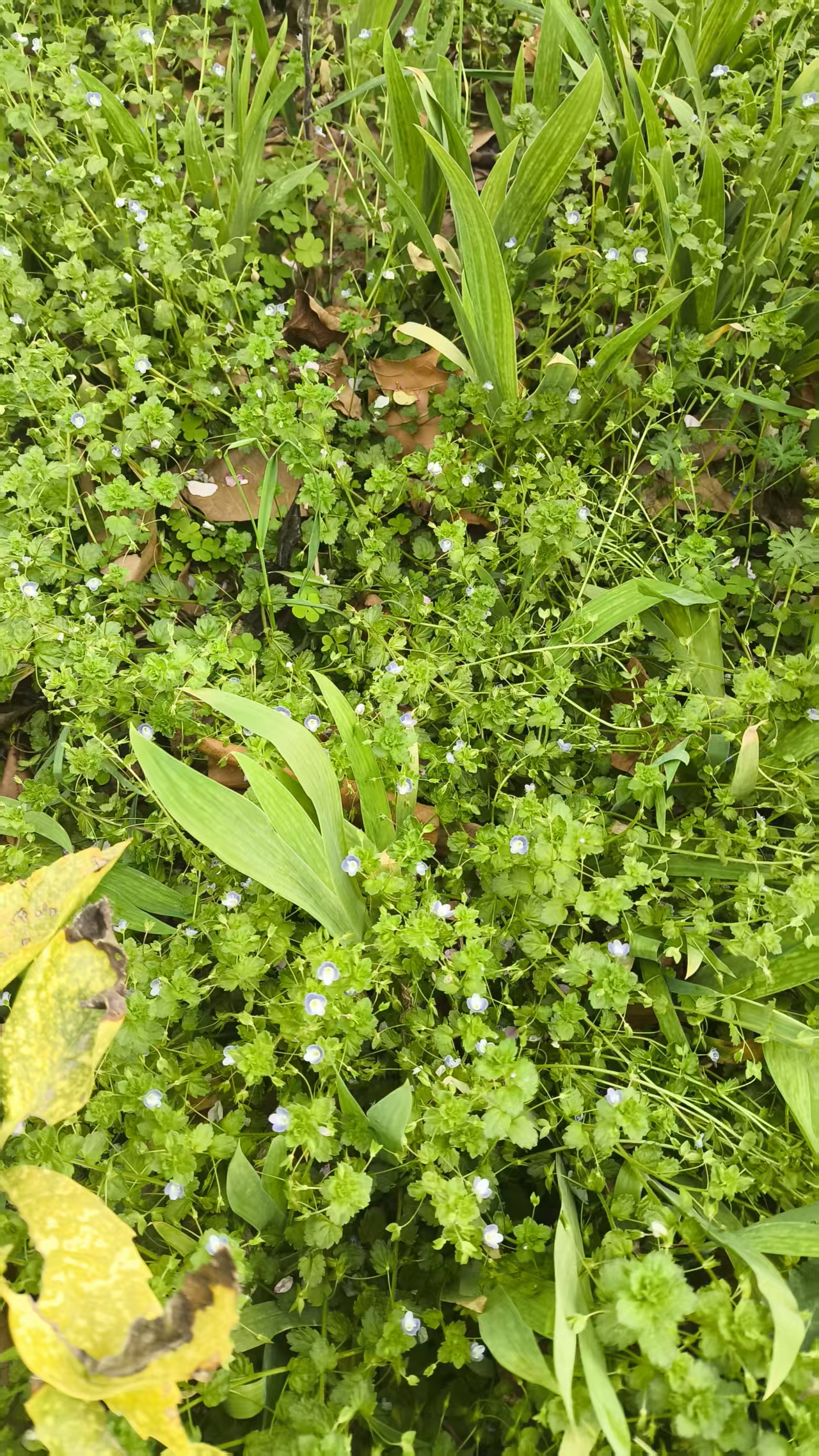 不知道是什么品种的花与草