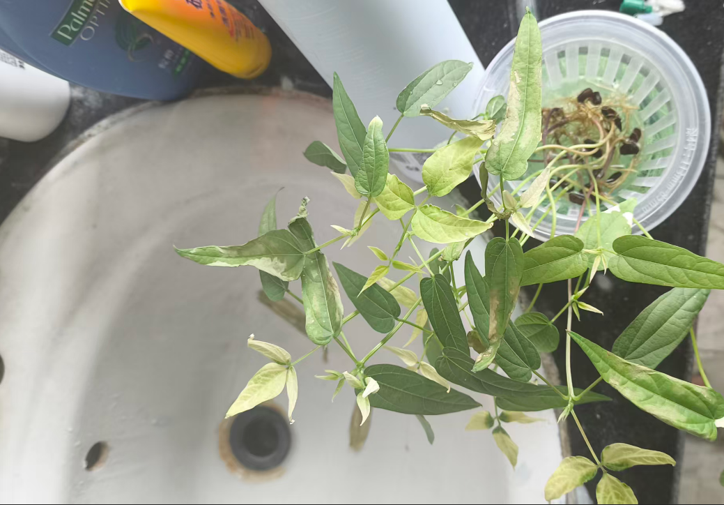 image-20260101025212947