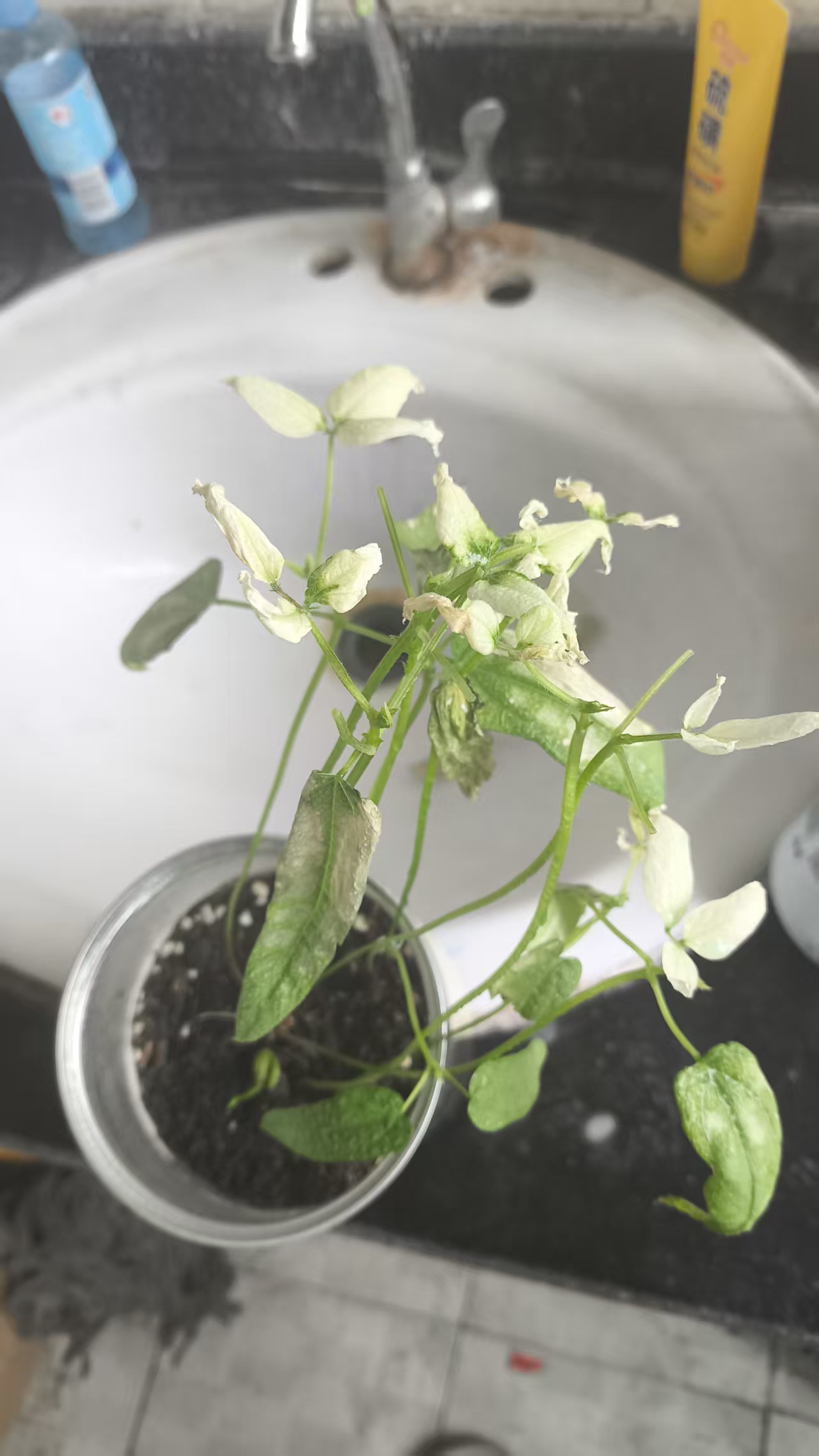 bad5982f1aef92a0f9eb94518b252a22