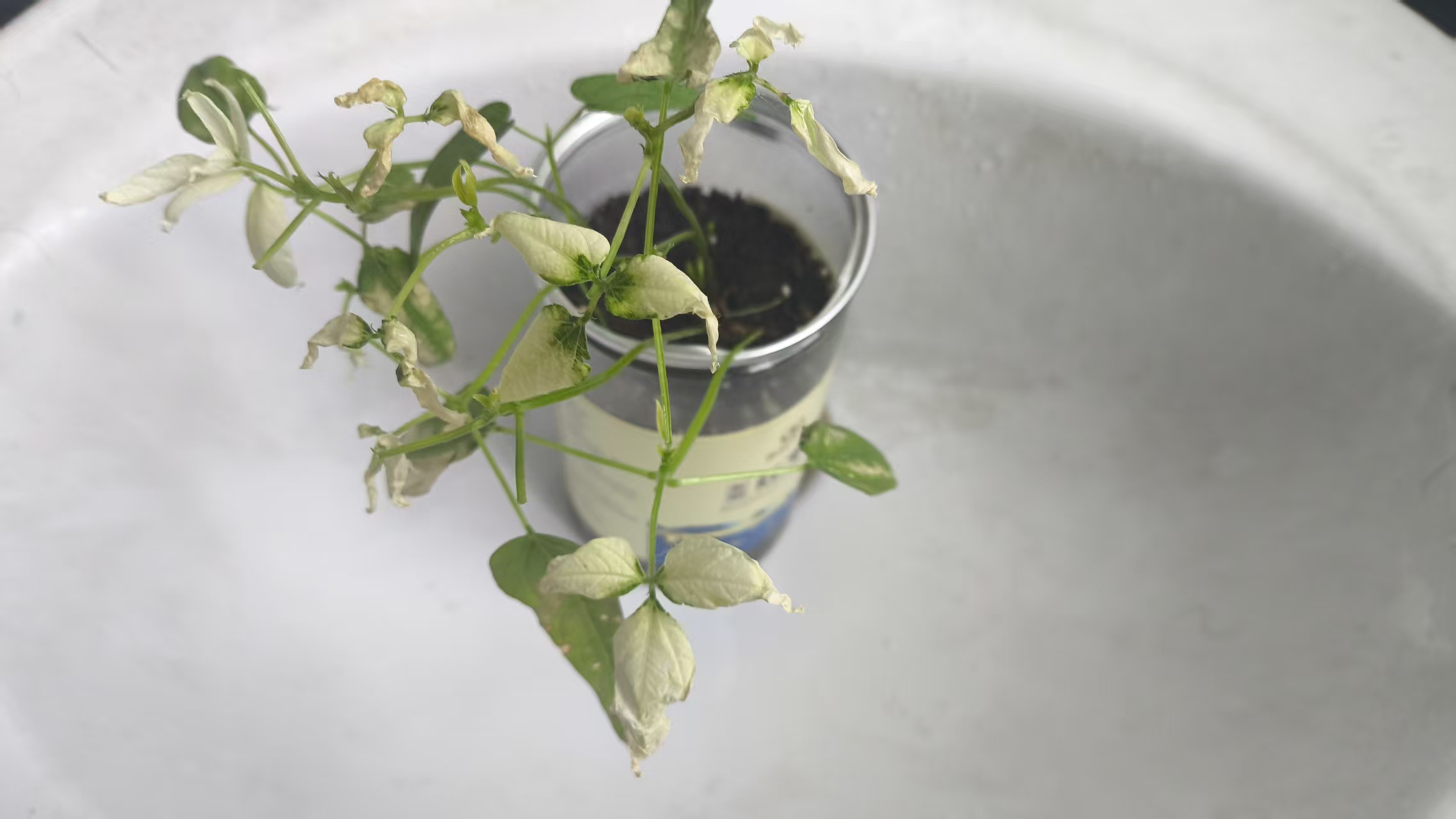 a666a3c71fc5cf1950d7719458beeb67