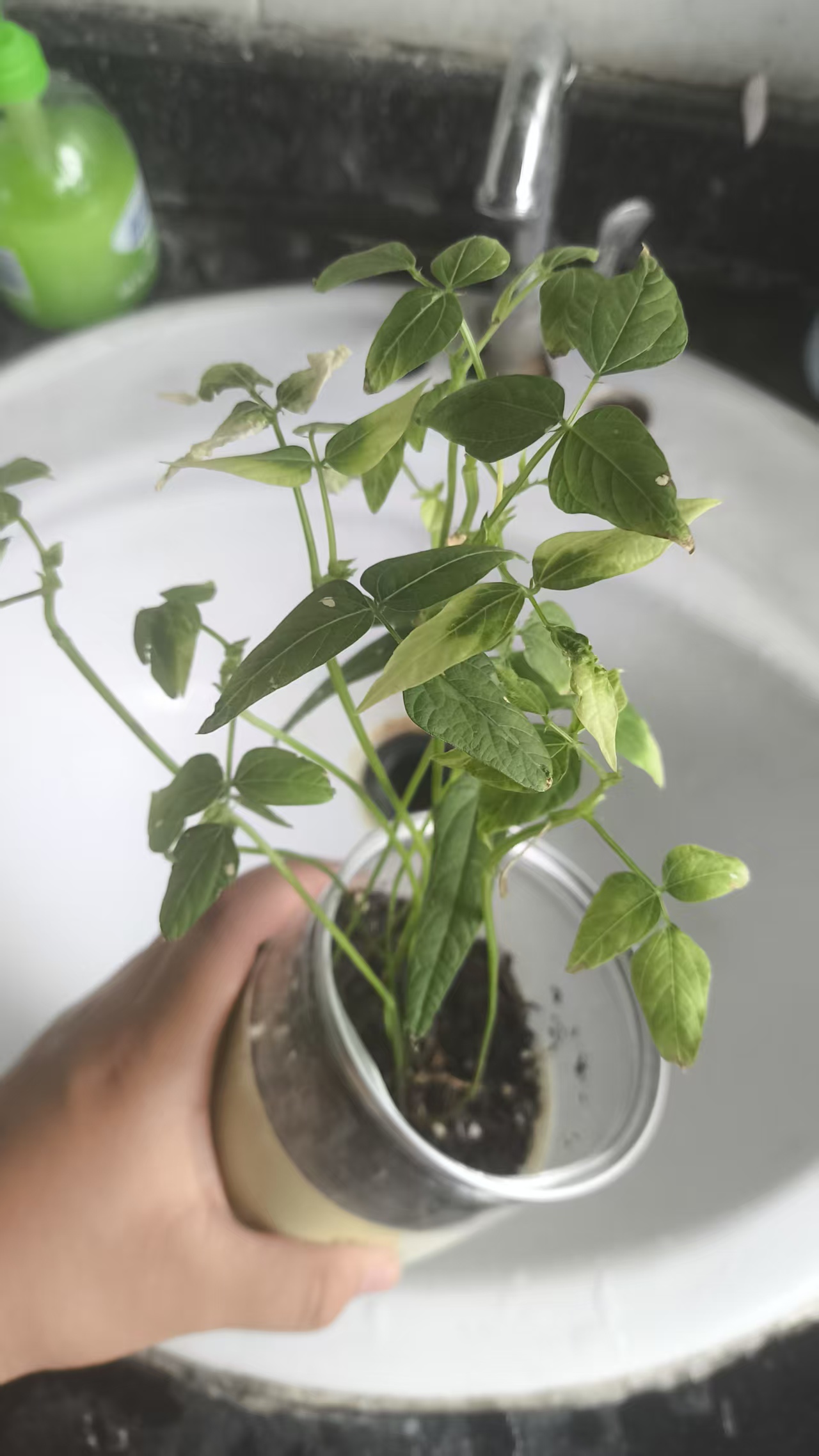 12c128e3a8ff13286b0f0f8a7fb13034