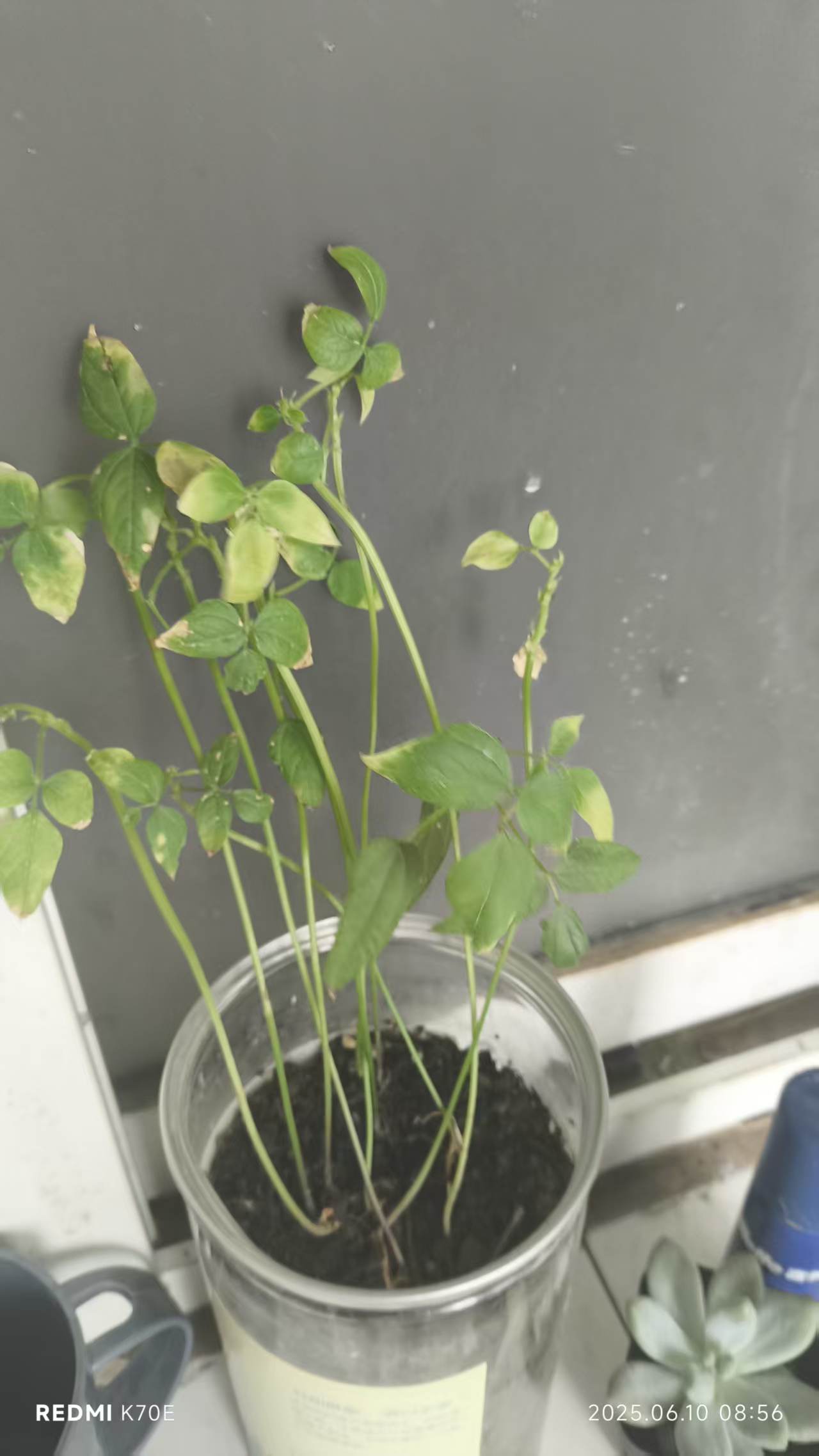 e8cc7d29cc85f525148eff834efae450